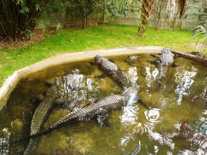 Taking a walk on Lufkin's wild side 3